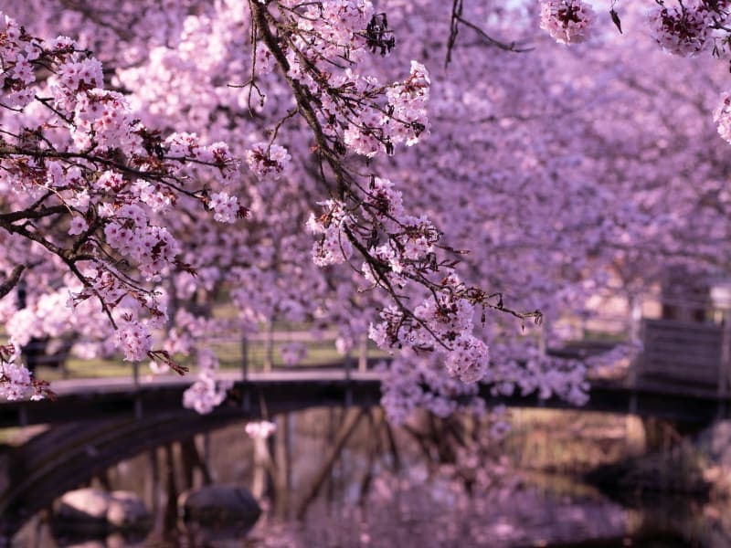 Cherry blossoms